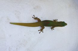 Comoros-Archipelago;-Day-gecko;-France;-Gecko;-Indian-Ocean;-Kaleidos;-Kaleidos-images;-La-parole-à-limage;-Laurent-Abad;-Mayotte;-Phelsuma;-Reptile;-Stories-Pictures;-Wall;-Wildlife